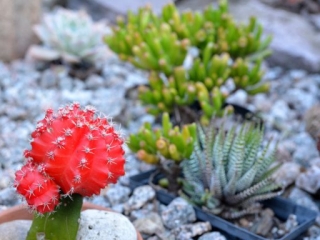 Brisbane Gardening Group