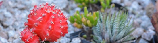 Brisbane Acupuncture Gift Voucher