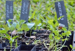 West Brisbane Gardening Workshop with Maurizio Bontempi