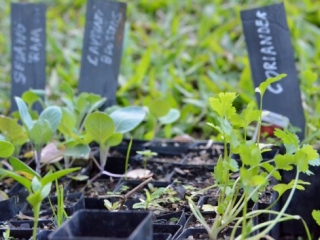 West Brisbane Gardening Workshop with Maurizio Bontempi