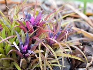 Brisbane Inner West Gardening