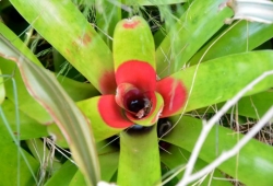 Gardening for health, Brisbane