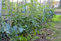 Ashgrove gardening Workshop, Brisbane