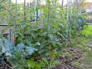 Ashgrove gardening Workshop, Brisbane