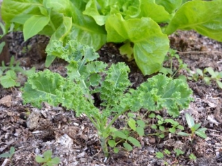 Cultivate health through Gardening