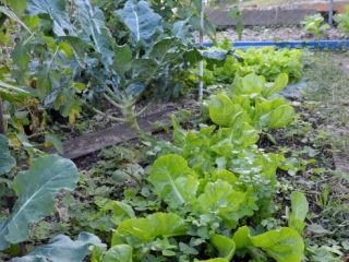West Brisbane Gardening Workshop