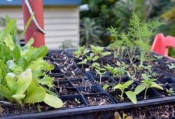 Brisbane Gardening Workshop Ashgrove