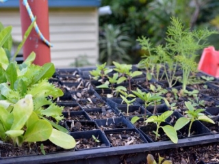Brisbane Gardening Workshop Ashgrove