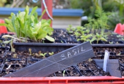 Acupuncturist Maurizio Bontempi holds gardening workshops in Ashgrove