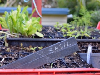 Acupuncturist Maurizio Bontempi holds gardening workshops in Ashgrove