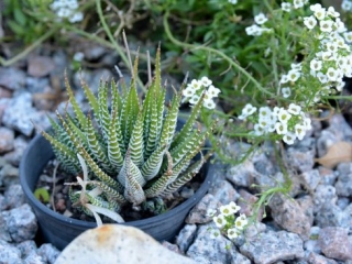 Garden Groups in Brisbane