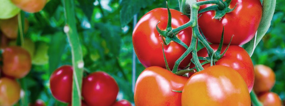Cultivating our tomatoes.. cultivating our health Cultivating our tomatoes.. cultivating our health